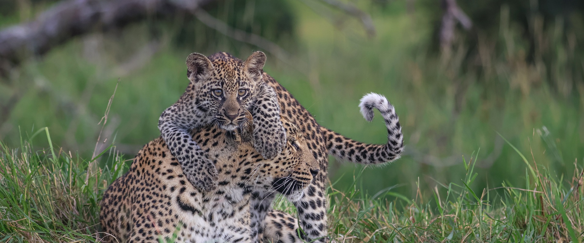 Sabi Sabi Ruan Mey Golonyi Banner