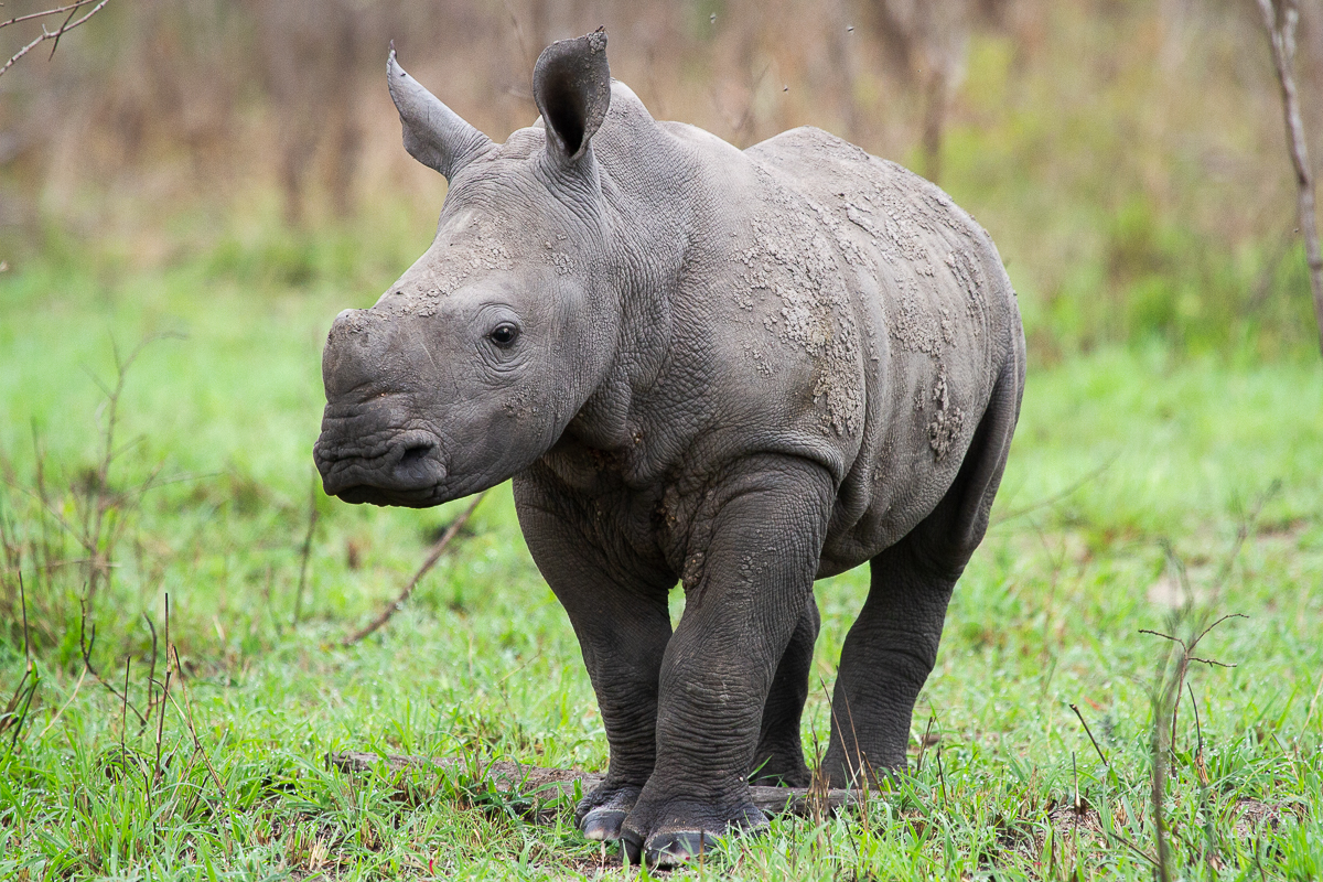 Daniel Greyvenstein Rhino Calf 061122 2