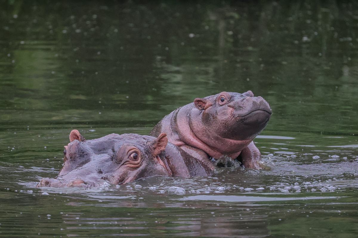 Ruan Mey Hippo 210225 1 NR