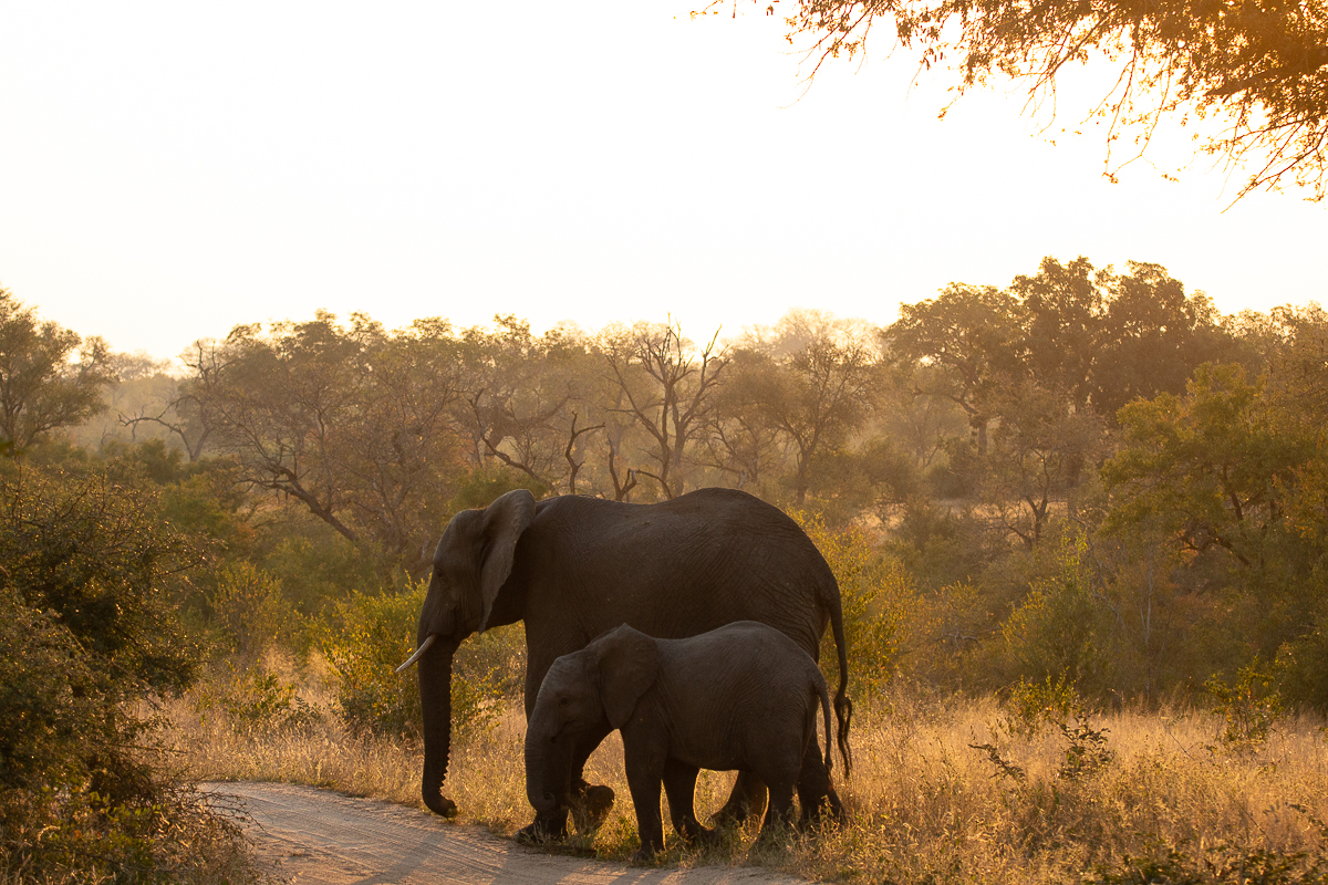 Elephant 162