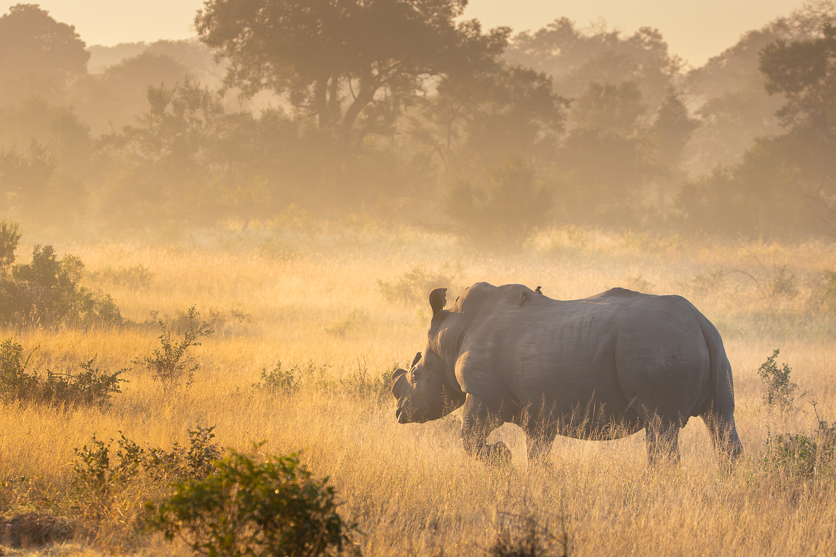 Jp Van Rooyen Rhino Sunrise 20220512 1