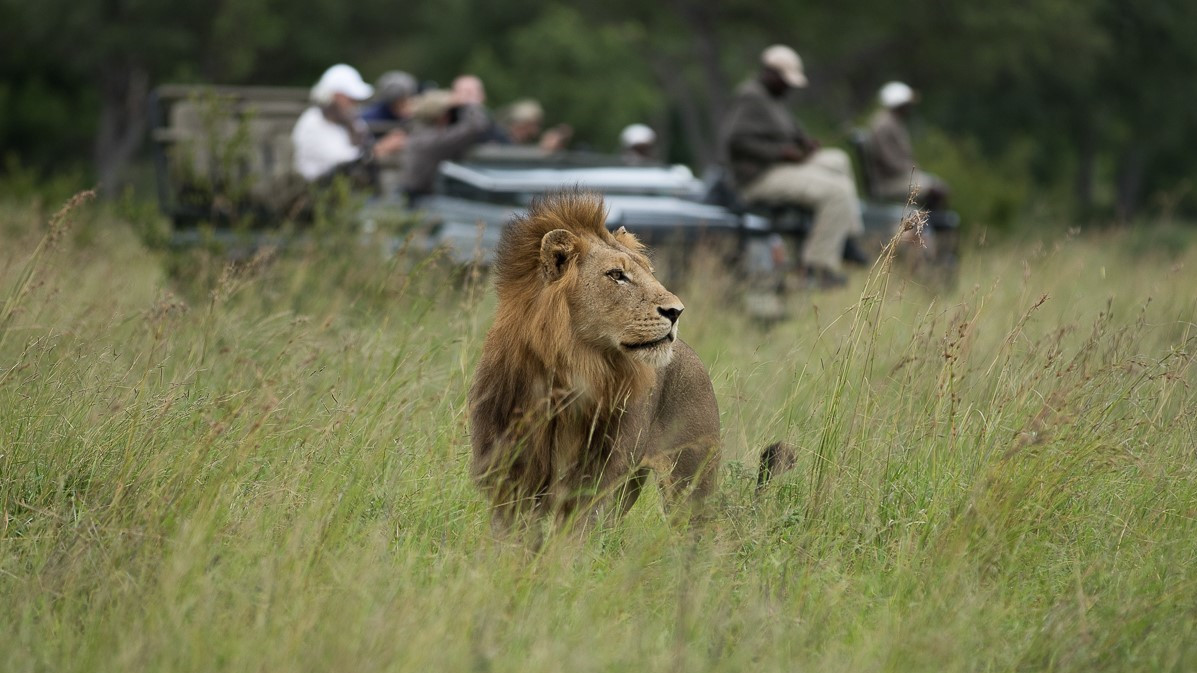 Ss Collection Sabi Sabi Usp Conservation Safari 69