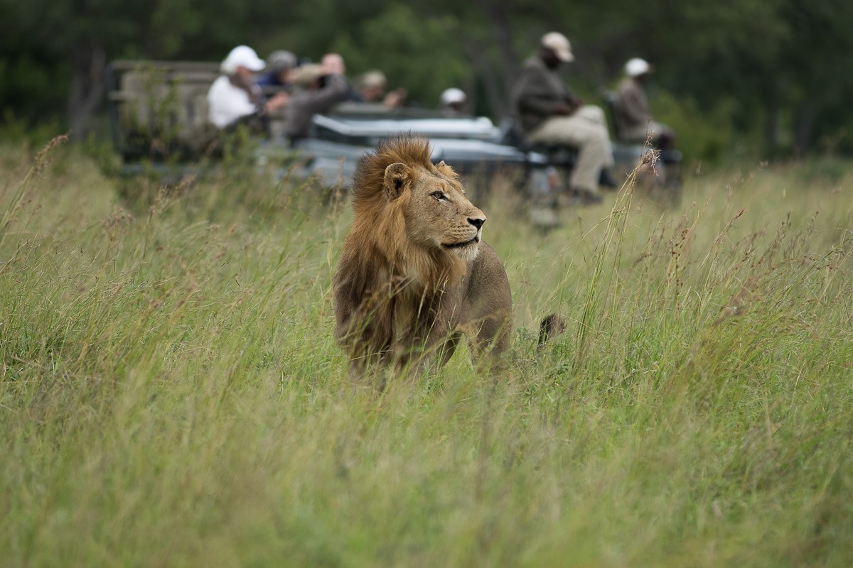 Safari 15