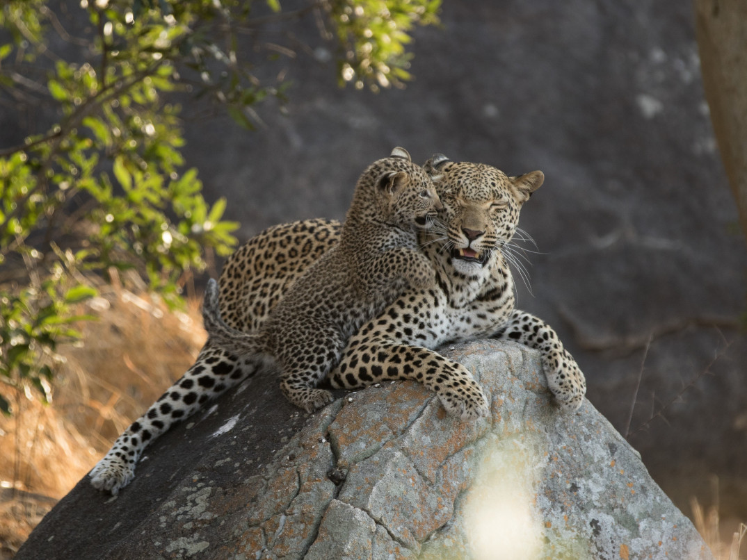 Leopard. 354