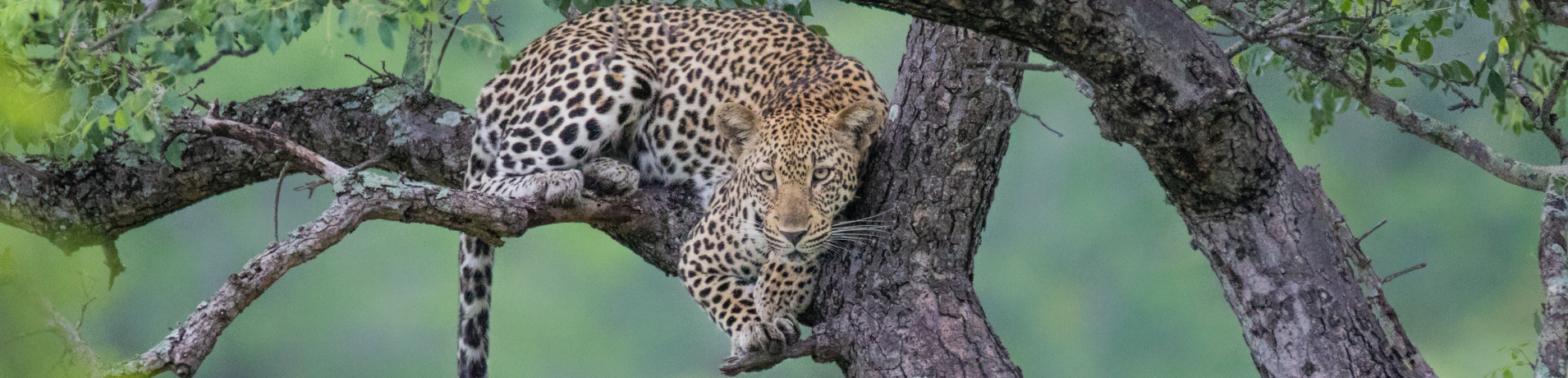 Leopardintree Aws Exclusive