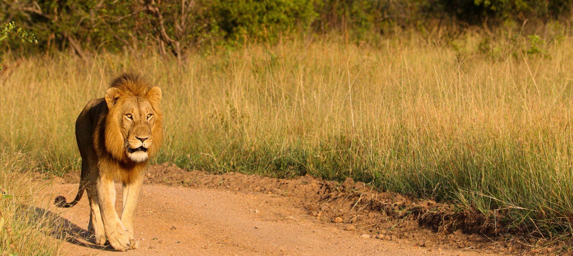 Jana Du Plessis Male Lion N Waswishaka 20260223 2