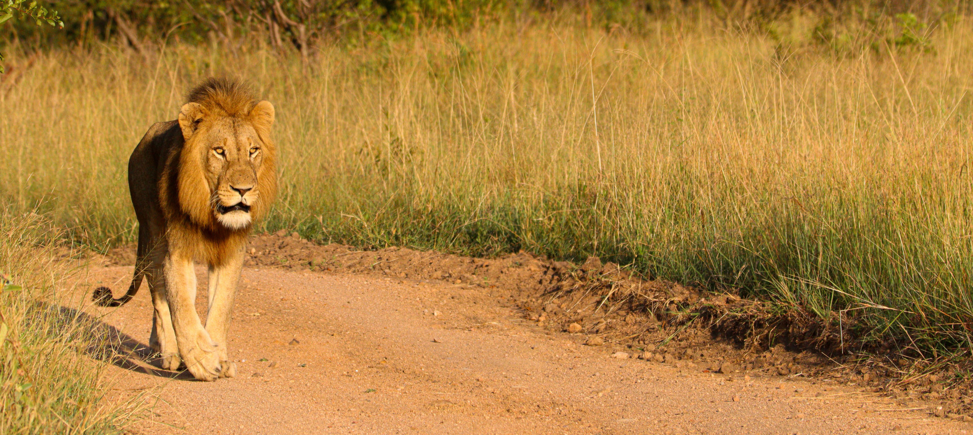 Ss Collection Sabi Sabi Product Male Lion