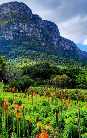 Ss Collection Claremont Gallery Experience Cape Town Kirstenbosch