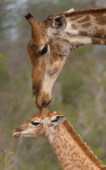 General Wildlife  185