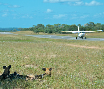 Sabi Sabi Rates Wild Dogs Landing Strip