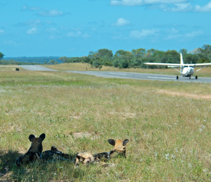 Sabi Sabi Rates Wild Dogs Landing Strip