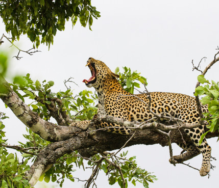 Sabi Sabi Rates Wildlife Leopard In Tree