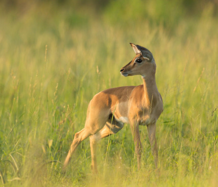 Sabi Sabi Rates Wildlife Impala
