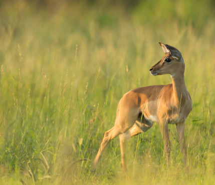 Sabi Sabi Rates Wildlife Impala