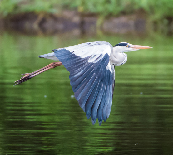 Ss Collection Sandringham Gallery Safari Experience Heron