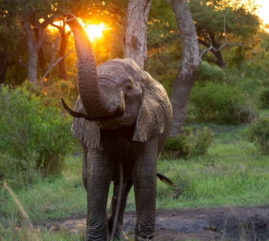 Ronald Mutero Elephant 22122022 4