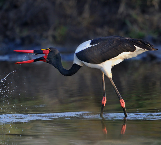Birds  306