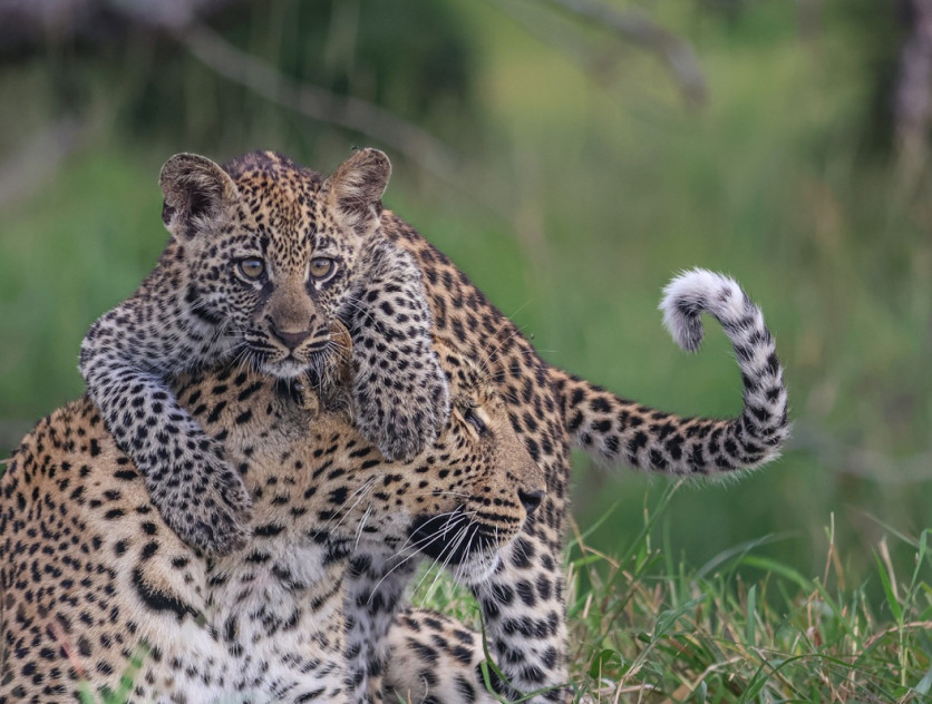 Sabi Sabi Ruan Mey Golonyi Banner