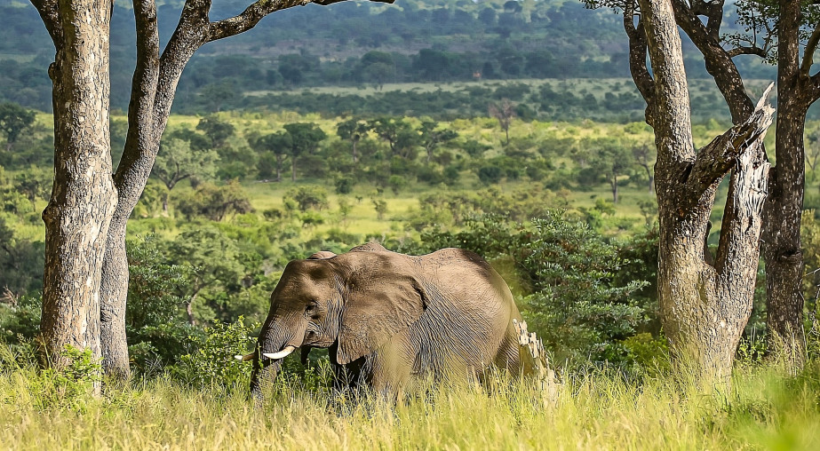 Elephant  21 Transformed